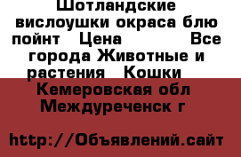 Шотландские вислоушки окраса блю пойнт › Цена ­ 4 000 - Все города Животные и растения » Кошки   . Кемеровская обл.,Междуреченск г.